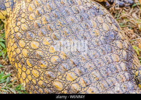 Osteoderms sulla pelle blindato sul dorso di un coccodrillo del Nilo (Crocodylus niloticus) Foto Stock