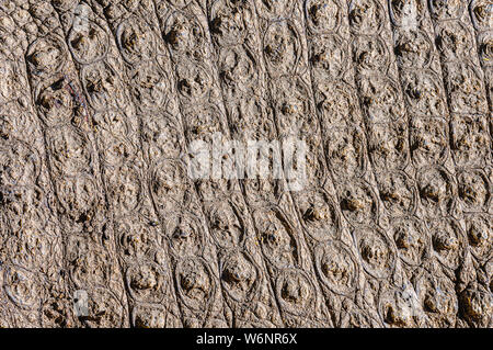 Osteoderms sulla pelle blindato sul retro di una molto grande maschio coccodrillo del Nilo (Crocodylus niloticus), Namibia Foto Stock