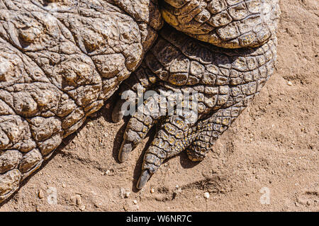 Artigli sul piede di 1 tonnellata maschio coccodrillo del Nilo (Crocodylus niloticus), Namibia Foto Stock