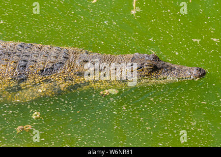 Un coccodrillo del Nilo (Crocodylus niloticus) nuota in verde acqua con alghe, Namibia Foto Stock