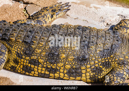 Osteoderms sulla pelle blindato sul dorso di un coccodrillo del Nilo (Crocodylus niloticus) Foto Stock