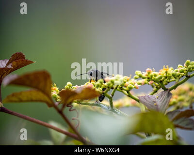 Una oculata scolia, キオビツチバチ, o blu-dentata wasp in giapponese, poggia su un cluster di piccole bushkiller fiori e boccioli, cayratia japonica, lungo un walki Foto Stock