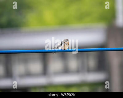 Un giovane barn swallow, Hirundo rustica gutturalis, attende su una linea di alimentazione per un adulto per portare il cibo dal vicino fiume. Foto Stock