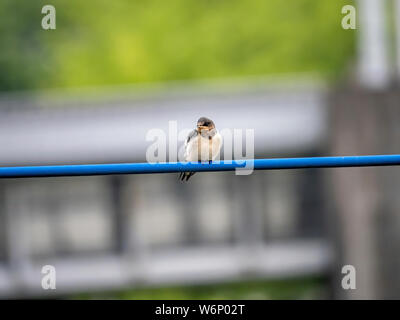 Un giovane barn swallow, Hirundo rustica gutturalis, attende su una linea di alimentazione per un adulto per portare il cibo dal vicino fiume. Foto Stock