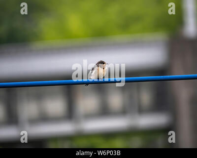 Un giovane barn swallow, Hirundo rustica gutturalis, attende su una linea di alimentazione per un adulto per portare il cibo dal vicino fiume. Foto Stock
