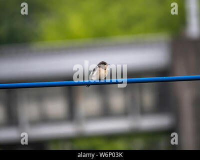 Un giovane barn swallow, Hirundo rustica gutturalis, attende su una linea di alimentazione per un adulto per portare il cibo dal vicino fiume. Foto Stock