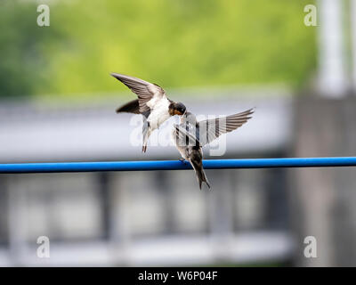 Un giovane barn swallow, Hirundo rustica gutturalis, attende su una linea di alimentazione per un adulto per portare il cibo dal vicino fiume. Foto Stock