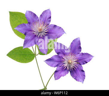 Viola la clematide ramo isolato su sfondo bianco Foto Stock