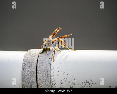 Una carta giapponese wasp, Polistes chinensis, si alimenta di un insetto catturato in un recinto accanto al fiume Sakai a Yokohama, Giappone. Foto Stock