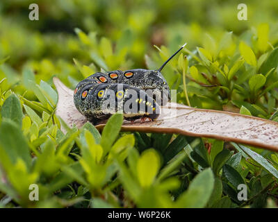 Un impatiens hawkmoth caterpillar, Theretra oldenlandiae, poggia su una foglia in un giardino giapponese. Foto Stock
