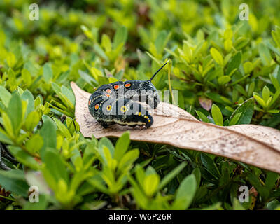 Un impatiens hawkmoth caterpillar, Theretra oldenlandiae, poggia su una foglia in un giardino giapponese. Foto Stock