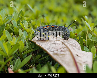 Un impatiens hawkmoth caterpillar, Theretra oldenlandiae, poggia su una foglia in un giardino giapponese. Foto Stock