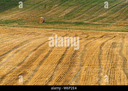 Diverse le andane di paglia, con stoppie di frumento in tra, sinistra in linee rette sul campo in pendenza dalla mietitrebbia dopo il raccolto di grano Foto Stock