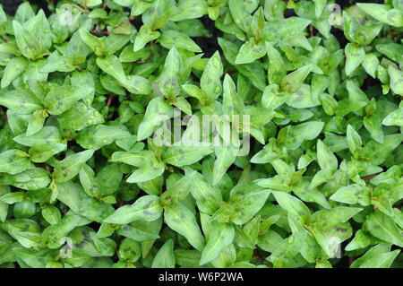 Vista superiore della menta vietnamita di alberi in giardino Foto Stock