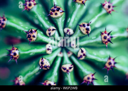 Primo piano di spine su cactus, sfondo cactus con spine. Messa a fuoco selettiva di close-up top-view shot su cactus. Foto Stock