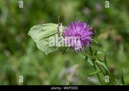 Brimstone, Ketton cava, Rutland Foto Stock