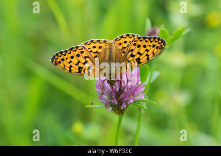 Verde scuro, Fritillary sanguinosa Oaks cava, Rutland Foto Stock