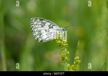 In marmo bianco, sanguinosa Oaks cava, Rutland Foto Stock