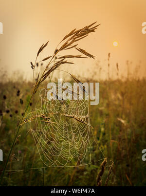 Gocce di Rugiada di mattina su un nastro di erba appesi sugli steli di erba in un campo estivo di sunrise Foto Stock