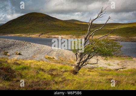 Acqua bassa a Loch Glascarnoch, a nord-ovest della Scozia. Vista montagna con in sottofondo e un albero spazzate dal vento in primo piano Foto Stock