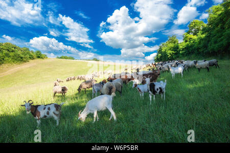 Il pascolo di bestiame su un verde prato estivo in Ungheria. Ovini e caprini e di agnello su pascoli con belle nubi nei pressi di Pannonhalma, Sokoro colline. Foto Stock