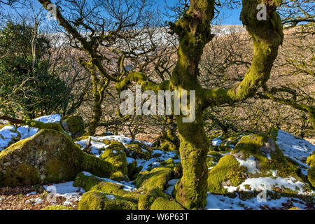 Bellissimo lichene alberi coperti in legno Wistmans. Uno dei 3 ad alta altitudine boschi di quercia NEL REGNO UNITO Foto Stock