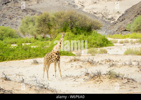 Deserto-atto giraffe (Giraffa camelopardalis) in piedi in essiccato il letto del fiume, Hoanib deserto, Kaokoland, Namibia Foto Stock