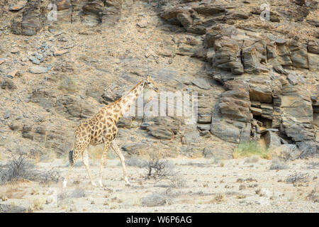 Deserto-atto giraffe (Giraffa camelopardalis) Camminando nel deserto di fronte montagna, Hoanib deserto, Kaokoland, Namibia Foto Stock