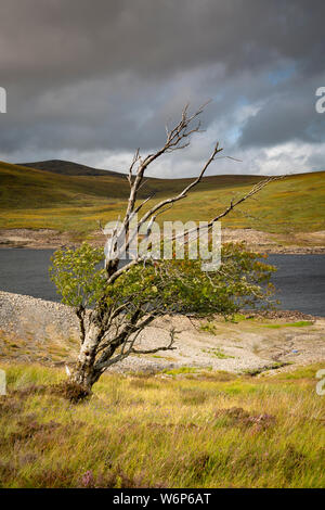 Acqua bassa a Loch Glascarnoch, a nord-ovest della Scozia. Vista montagna con in sottofondo e un albero spazzate dal vento in primo piano Foto Stock