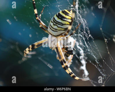 Giardino spider web. Argiope bruennichi, wasp spider mangiare una vespa. Foto Stock