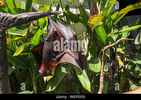 Frutto bat (Megachiroptera) mangiare anguria. Bat Flying Fox appeso flying fox sul ramo di albero con occhi spalancati e spaventoso cercando. Fruitbat appeso Foto Stock