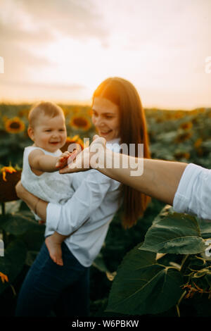 Mano del bambino tocchi di mano del padre mentre essi camminando su un campo di semi di girasole al tramonto. Foto Stock