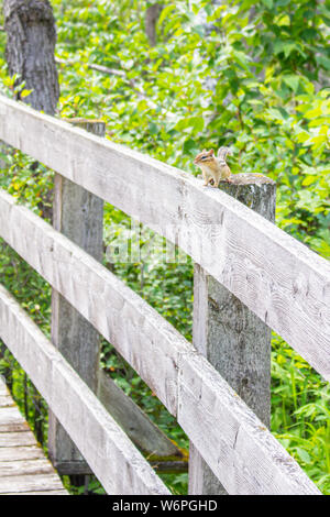 Uno scoiattolino si siede su una staccionata in legno post, il quale costituisce parte della ringhiera di una passerella attraverso una zona boscosa. Foto Stock
