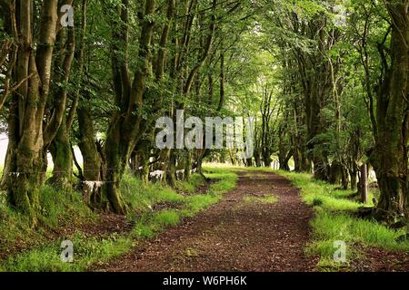 Paese orlate da alberi lane in estate Foto Stock