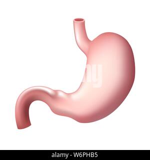 Realistico stomaco umano isolato. Apparato digerente . Modello per la progettazione Illustrazione Vettoriale