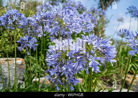 Agapanthus nel rock gardens a banchi di sabbia Foto Stock