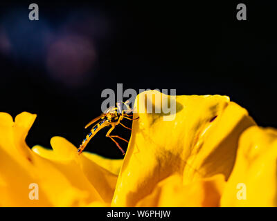 Piccolo giallo wasp, hover volare su un fiore giallo con petali gialli. Foto Stock