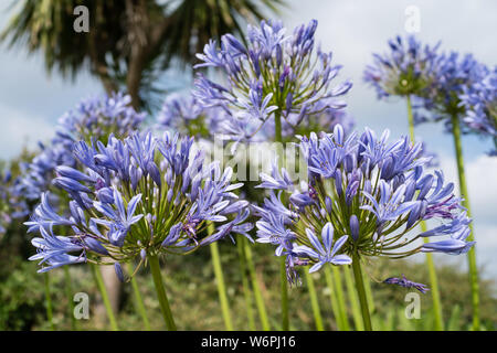 Agapanthus nel rock gardens a banchi di sabbia Foto Stock