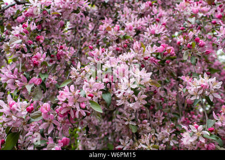Rami di fioritura prugna nella city park sulla soleggiata giornata di primavera closeup Foto Stock