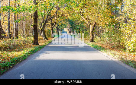 Nuova moderna strada asfaltata nel bosco sulla soleggiata mattina autunnale Foto Stock