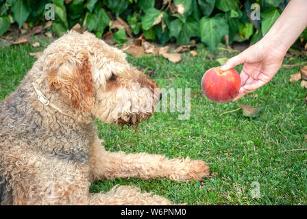 Giovane donna dando una pesca al suo cane, un Airdale terrier. Egli è seduto sul giardino di erba. Foto Stock