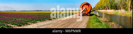 Irrorazione di un campo di tulipani Foto Stock