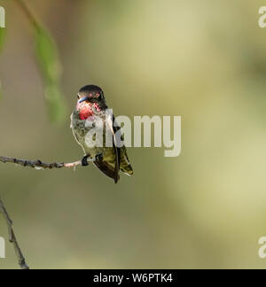 Un piccolo Colibrì si siede tranquillamente su un ramo di albero mentre un fascio di luce rende la sua gola rubino brillante. Foto Stock