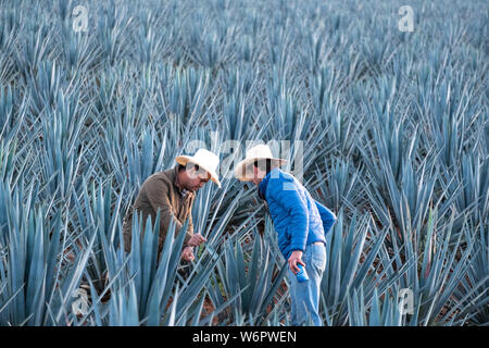 I Field Manager ispezionare un campo di agave azzurra piante per vedere se sono pronti per essere raccolto in una fattoria di proprietà della Casa Siete Leguas tequila distilleria al di fuori de Atotonilco Alto, Jalisco, Messico. I sette Campionati tequila distilleria è uno dei più antichi di proprietà familiare distillerie e produce tequila artigianalmente utilizzando i metodi tradizionali. Foto Stock