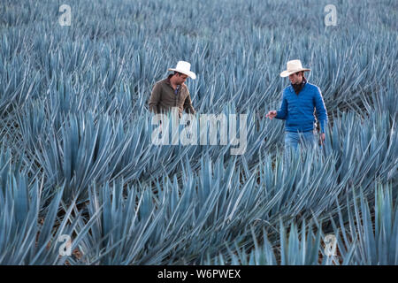 I Field Manager ispezionare un campo di agave azzurra piante per vedere se sono pronti per essere raccolto in una fattoria di proprietà della Casa Siete Leguas tequila distilleria al di fuori de Atotonilco Alto, Jalisco, Messico. I sette Campionati tequila distilleria è uno dei più antichi di proprietà familiare distillerie e produce tequila artigianalmente utilizzando i metodi tradizionali. Foto Stock