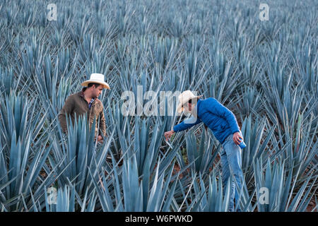 I Field Manager ispezionare un campo di agave azzurra piante per vedere se sono pronti per essere raccolto in una fattoria di proprietà della Casa Siete Leguas tequila distilleria al di fuori de Atotonilco Alto, Jalisco, Messico. I sette Campionati tequila distilleria è uno dei più antichi di proprietà familiare distillerie e produce tequila artigianalmente utilizzando i metodi tradizionali. Foto Stock