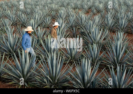 I Field Manager ispezionare un campo di agave azzurra piante per vedere se sono pronti per essere raccolto in una fattoria di proprietà della Casa Siete Leguas tequila distilleria al di fuori de Atotonilco Alto, Jalisco, Messico. I sette Campionati tequila distilleria è uno dei più antichi di proprietà familiare distillerie e produce tequila artigianalmente utilizzando i metodi tradizionali. Foto Stock