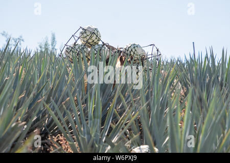 Un asino trasporta ceste piene di agave azzurra ananas-come anime giù per la collina durante il raccolto in un campo di proprietà dell'Siete Leguas tequila distilleria in Jalisco altopiani del Messico. Siete Leguas è una famiglia di proprietà distilleria creazione di migliori tequila utilizzando il tradizionale processo invariato poiché per 65 anni. Foto Stock