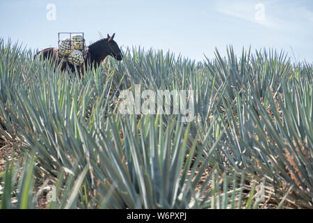 Un asino trasporta ceste piene di agave azzurra ananas-come anime giù per la collina durante il raccolto in un campo di proprietà dell'Siete Leguas tequila distilleria in Jalisco altopiani del Messico. Siete Leguas è una famiglia di proprietà distilleria creazione di migliori tequila utilizzando il tradizionale processo invariato poiché per 65 anni. Foto Stock