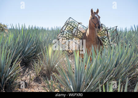 Un asino trasporta ceste piene di agave azzurra ananas-come anime giù per la collina durante il raccolto in un campo di proprietà dell'Siete Leguas tequila distilleria in Jalisco altopiani del Messico. Siete Leguas è una famiglia di proprietà distilleria creazione di migliori tequila utilizzando il tradizionale processo invariato poiché per 65 anni. Foto Stock